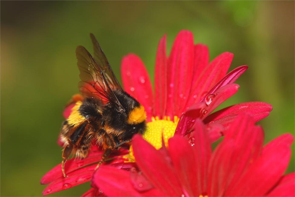 Abejorro común (Bombus agrorum)